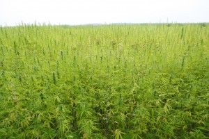 Florida Looking to Legalize Hemp, Could Open the Door for Hemp Oil Production