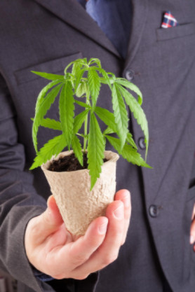 Businessman holding cannabis plant: CannaClix CBD Oils Blog